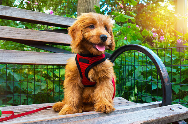Best Dog Harnesses For 2024